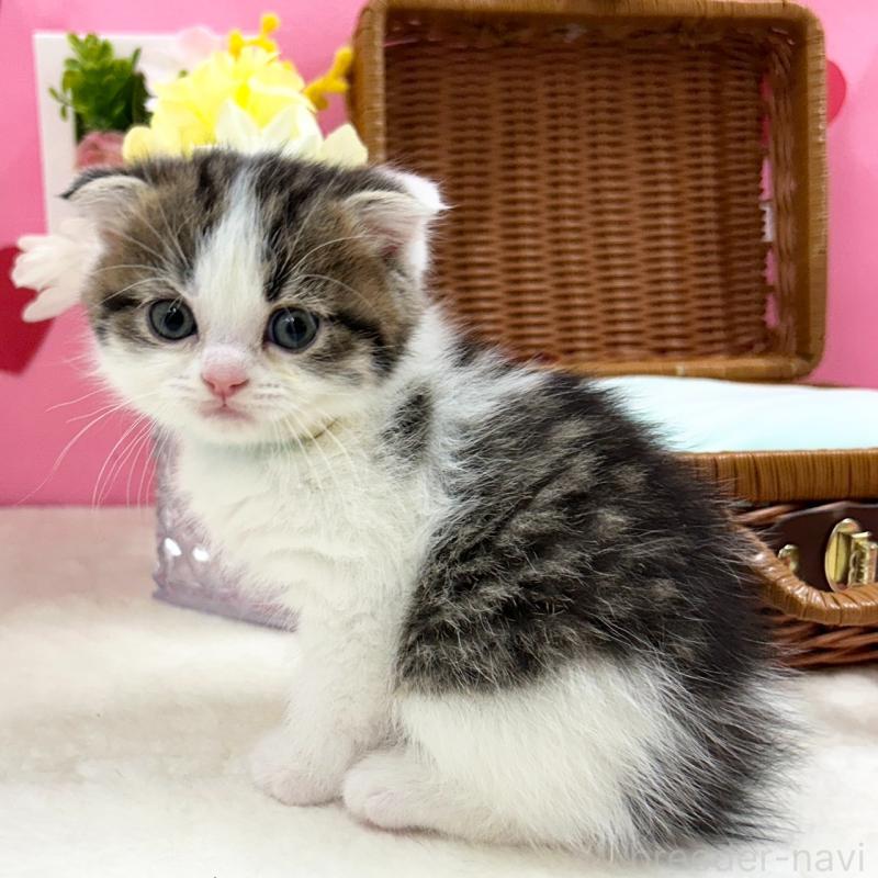 販売中の神奈川県のスコティッシュフォールド(折れ耳)-135415の10枚目
