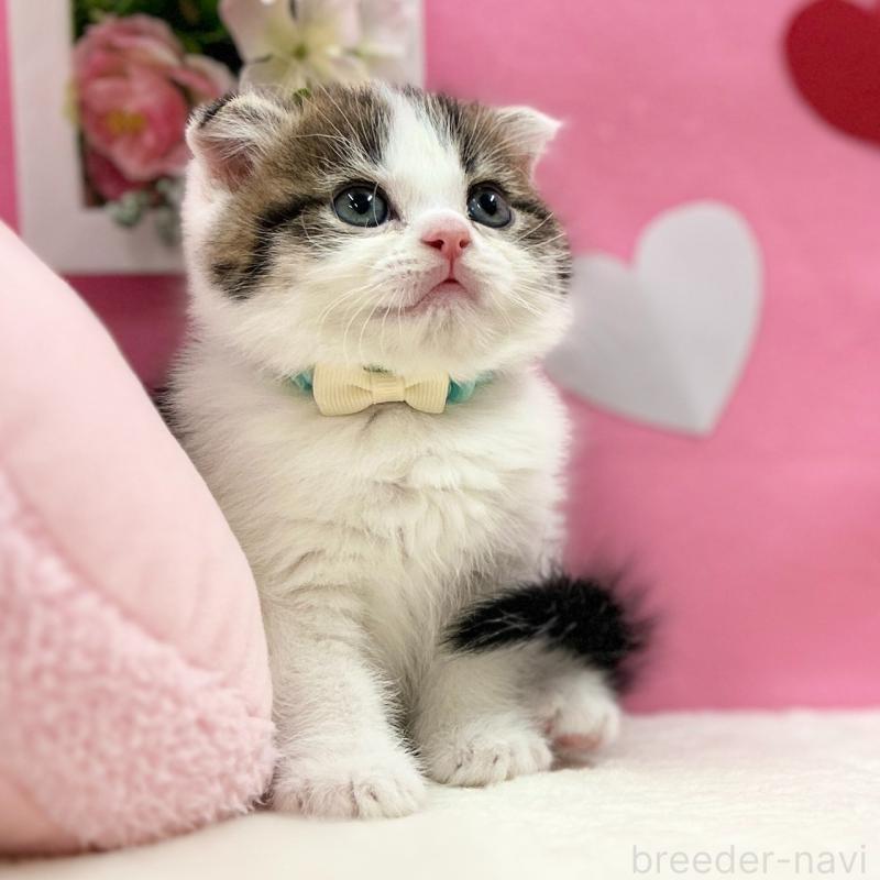 販売中の神奈川県のスコティッシュフォールド(折れ耳)-135415の9枚目