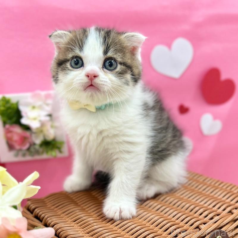 販売中の神奈川県のスコティッシュフォールド(折れ耳)-135415の8枚目