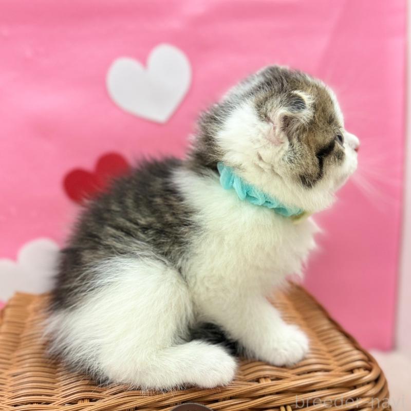 販売中の神奈川県のスコティッシュフォールド(折れ耳)-135415の7枚目