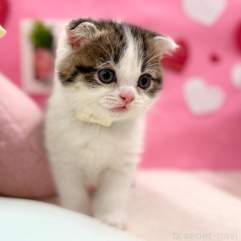 販売中の神奈川県のスコティッシュフォールド(折れ耳)-135415の6枚目