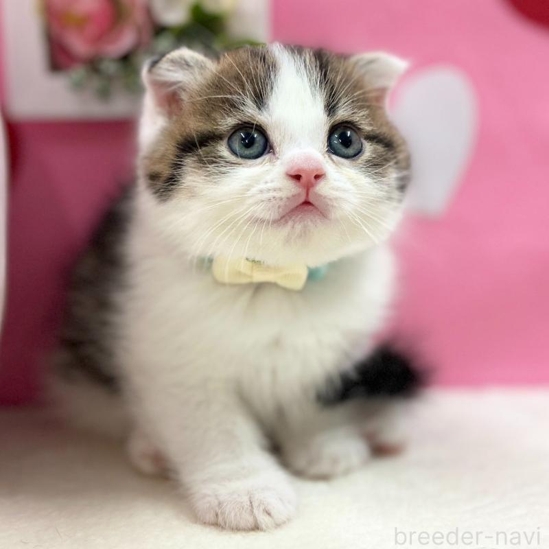 販売中の神奈川県のスコティッシュフォールド(折れ耳)-135415