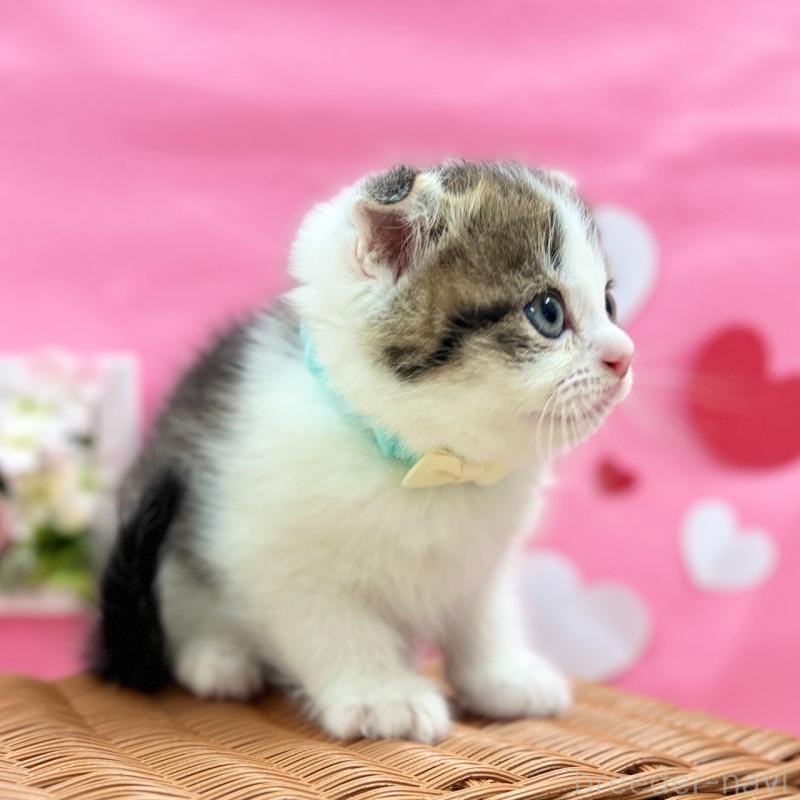 販売中の神奈川県のスコティッシュフォールド(折れ耳)-135415の5枚目