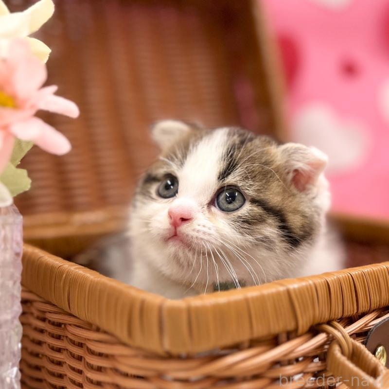 販売中の神奈川県のスコティッシュフォールド(折れ耳)-135415の3枚目