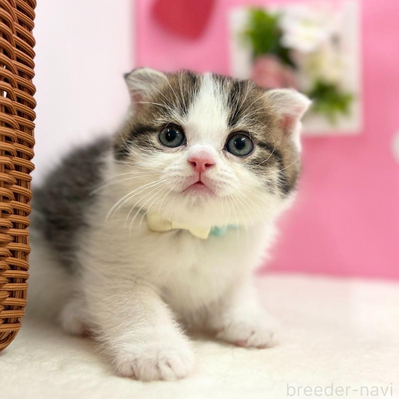 販売中の神奈川県のスコティッシュフォールド(折れ耳)-135415の2枚目
