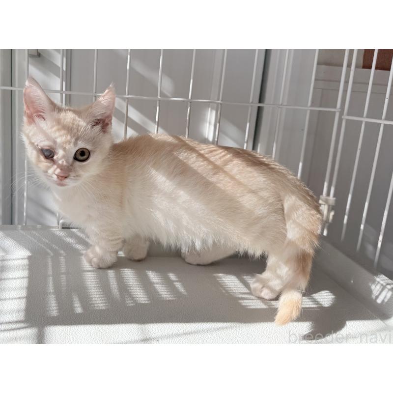 販売中の静岡県のマンチカン(短足)-135416の4枚目