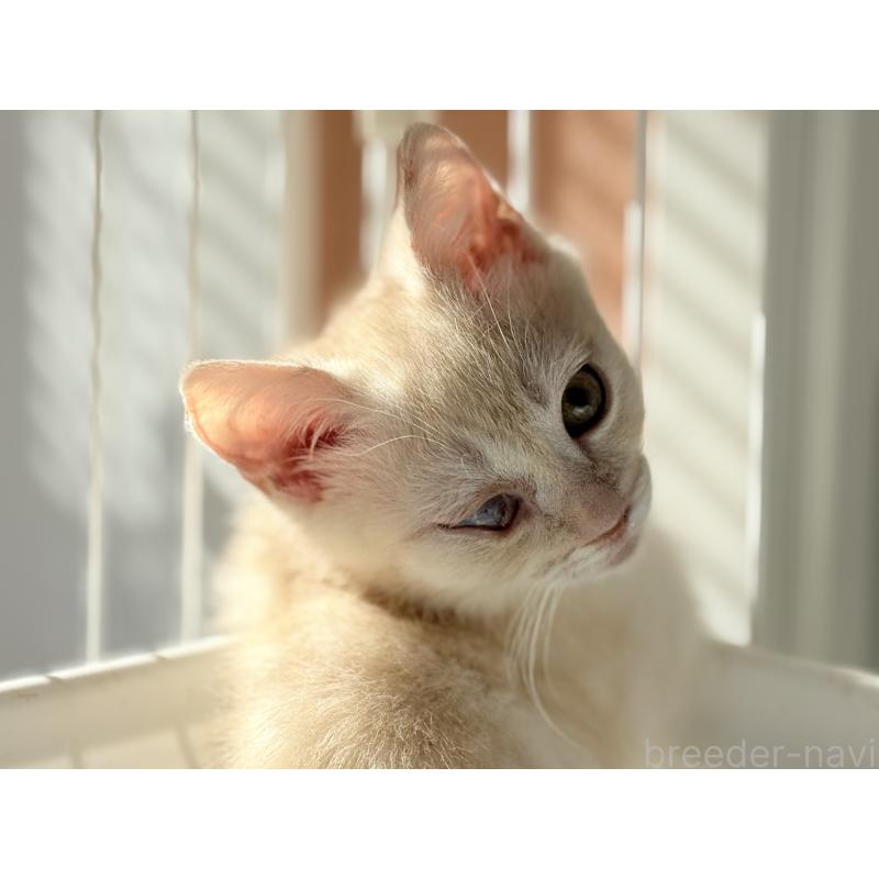 販売中の静岡県のマンチカン(短足)-135416の2枚目