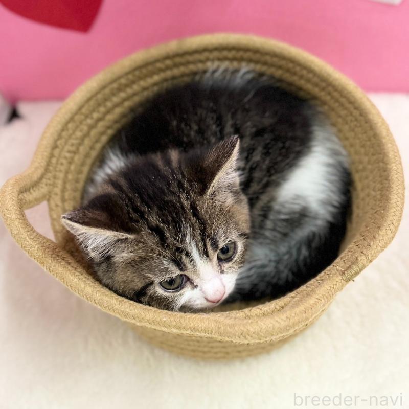 販売中の神奈川県のスコティッシュフォールド-135417の10枚目