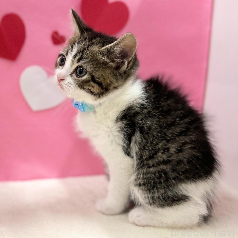 販売中の神奈川県のスコティッシュフォールド-135417の8枚目