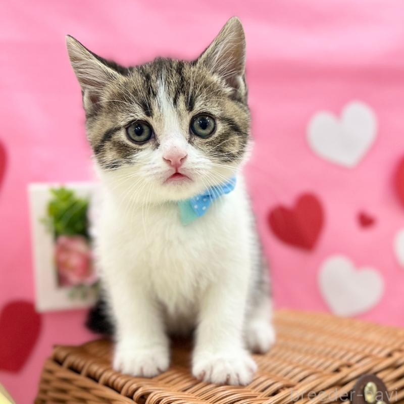 販売中の神奈川県のスコティッシュフォールド-135417の7枚目