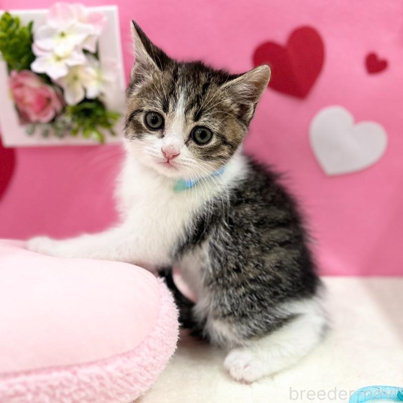 販売中の神奈川県のスコティッシュフォールド-135417の6枚目