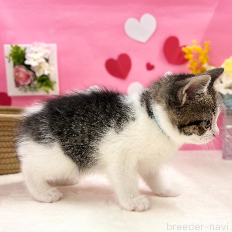 販売中の神奈川県のスコティッシュフォールド-135417の4枚目