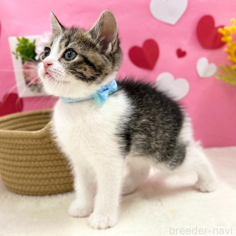 販売中の神奈川県のスコティッシュフォールド-135417の3枚目