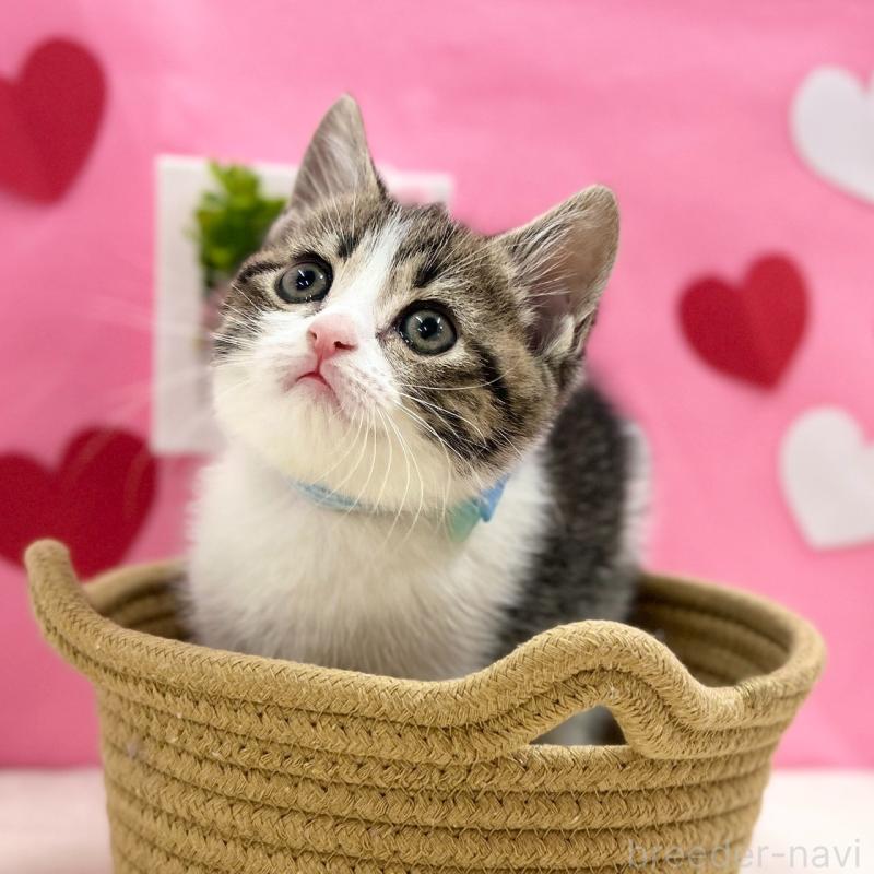 販売中の神奈川県のスコティッシュフォールド-135417の2枚目