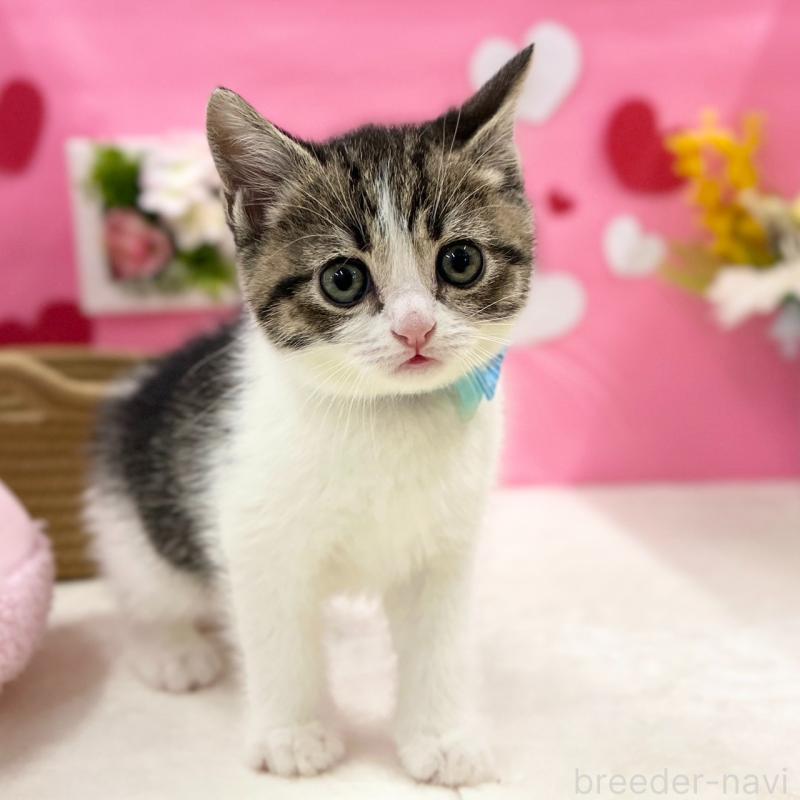 販売中の神奈川県のスコティッシュフォールド-135417