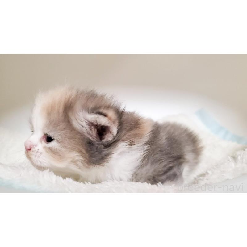 販売中の大阪府のミヌエット-135418の6枚目