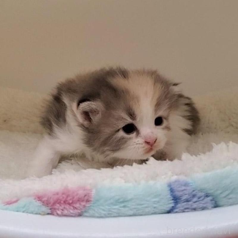 販売中の大阪府のミヌエット-135418の5枚目