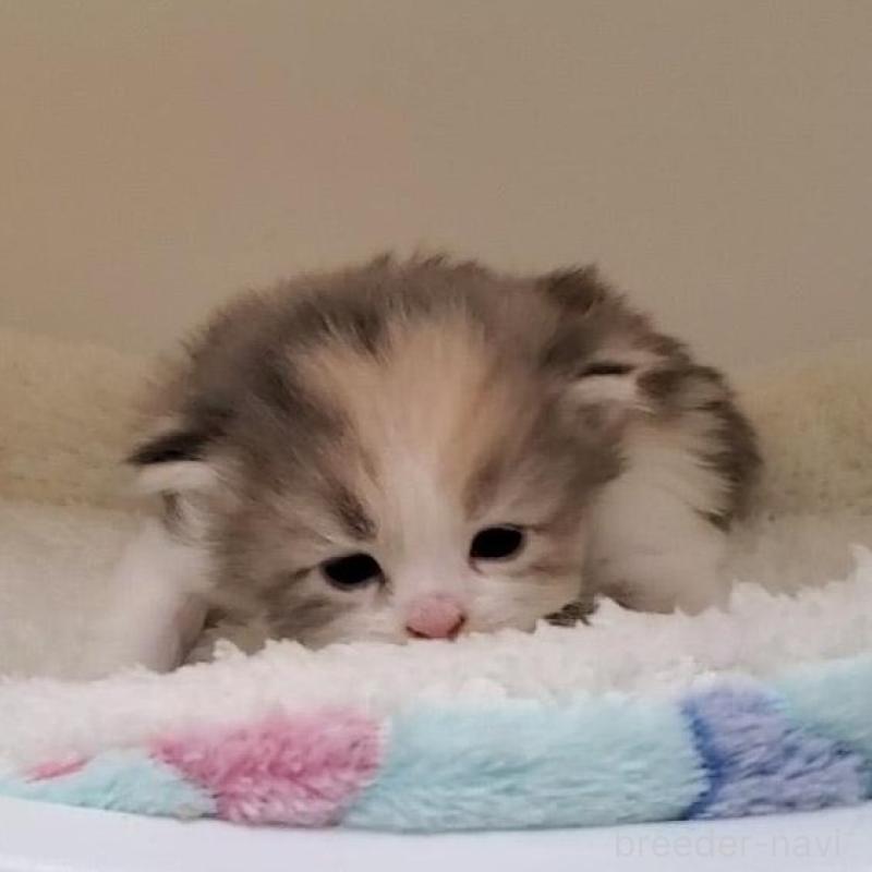 販売中の大阪府のミヌエット-135418の4枚目