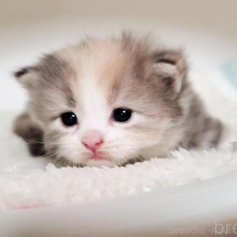 販売中の大阪府のミヌエット-135418