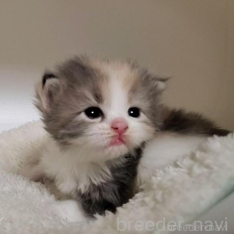 販売中の大阪府のミヌエット-135418の3枚目