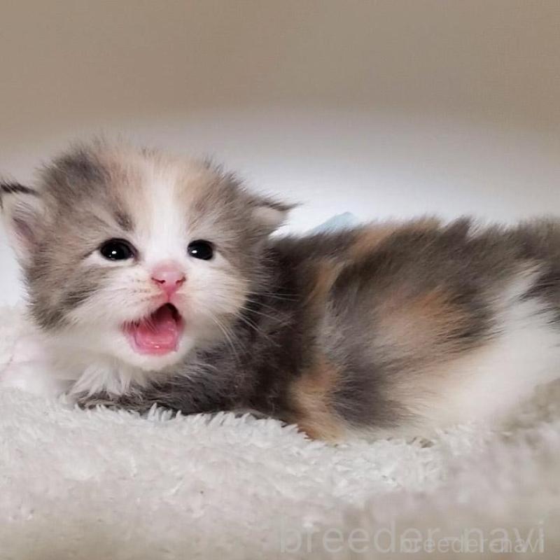 販売中の大阪府のミヌエット-135418の2枚目