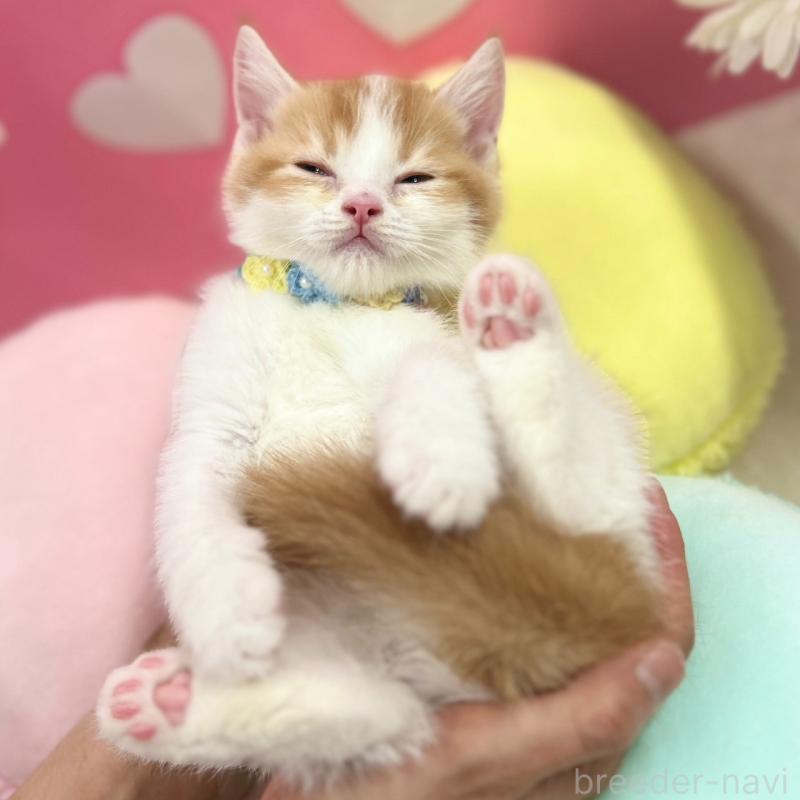 販売中の神奈川県のスコティッシュフォールド-135419の10枚目