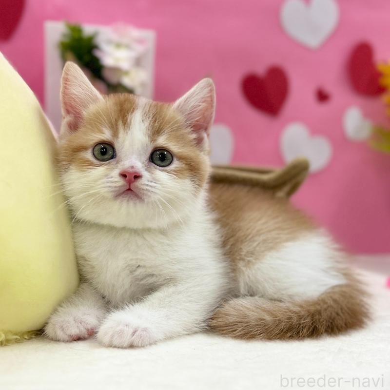 販売中の神奈川県のスコティッシュフォールド-135419の8枚目