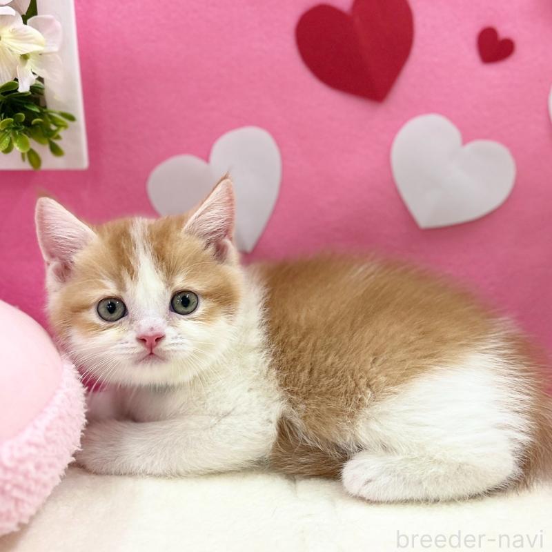 販売中の神奈川県のスコティッシュフォールド-135419の5枚目