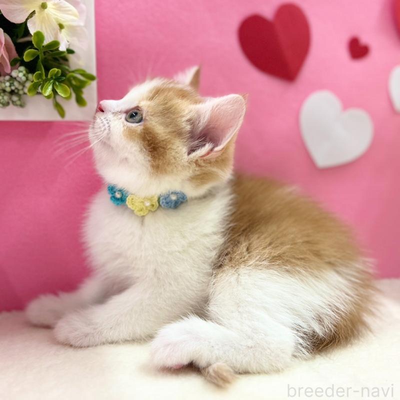 販売中の神奈川県のスコティッシュフォールド-135419の3枚目