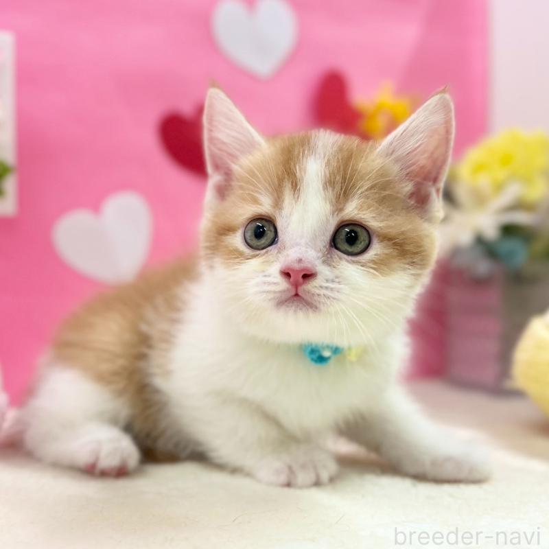 販売中の神奈川県のスコティッシュフォールド-135419