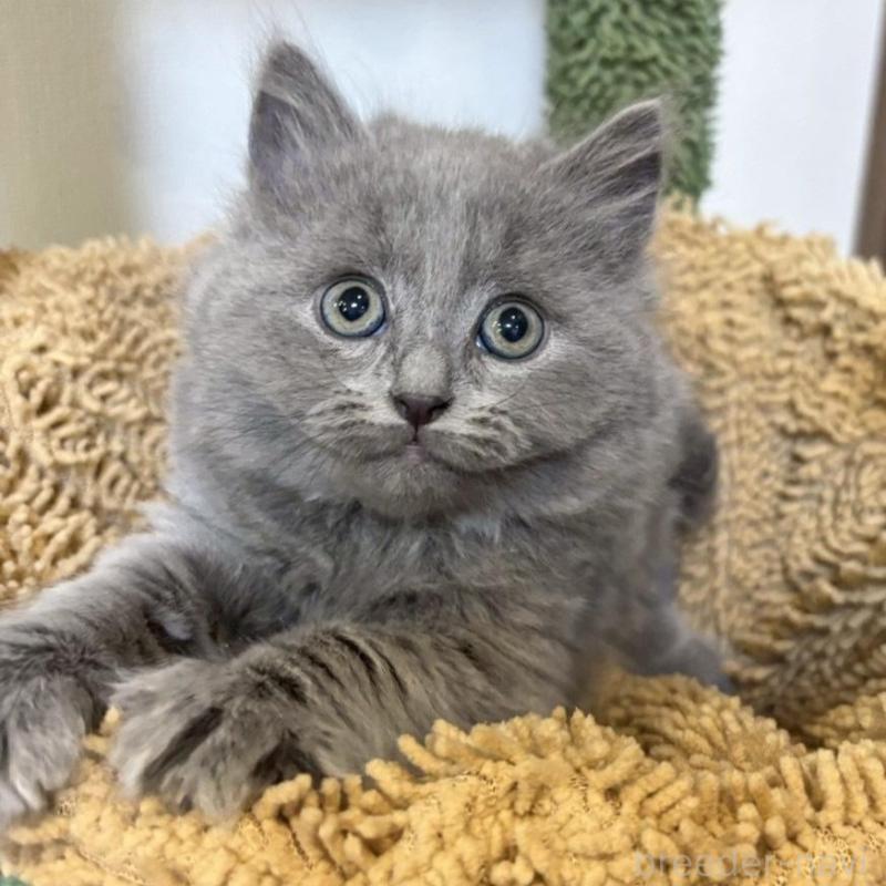 販売中の静岡県のシャルトリュー-135421の6枚目