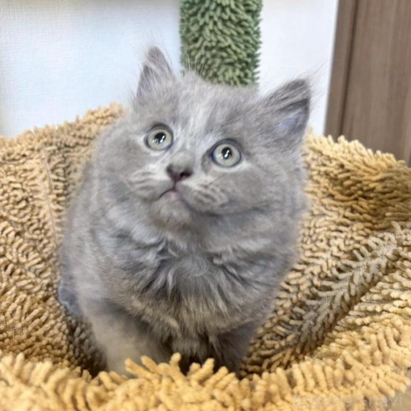 販売中の静岡県のシャルトリュー-135421の5枚目