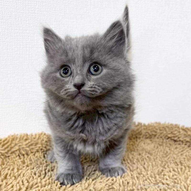 販売中の静岡県のシャルトリュー-135421