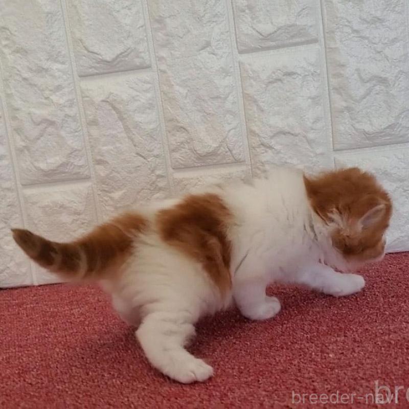 販売中の大阪府のミヌエット-135420の7枚目