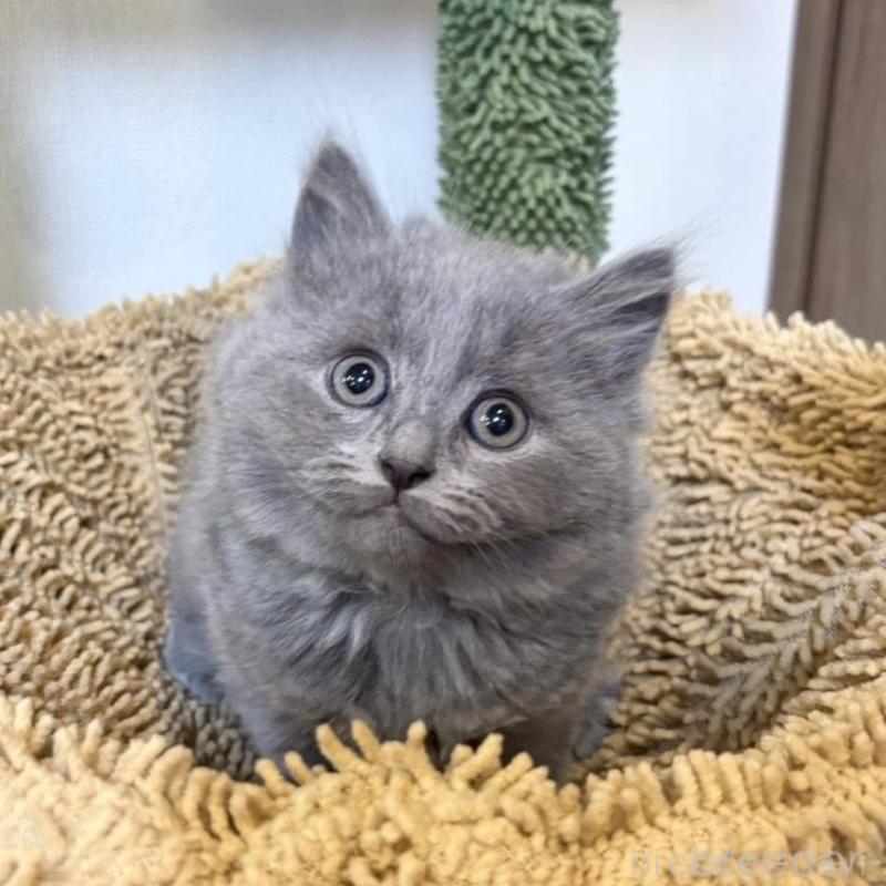 販売中の静岡県のシャルトリュー-135421の4枚目