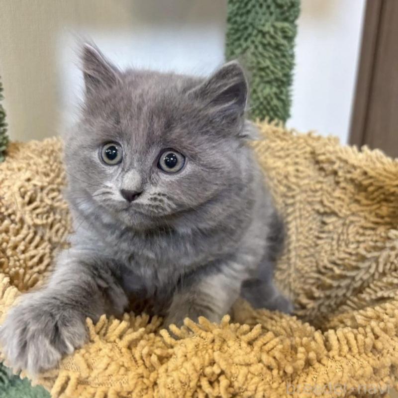 販売中の静岡県のシャルトリュー-135421の3枚目