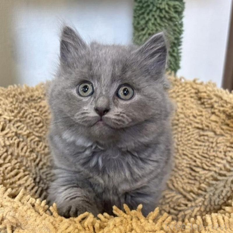 販売中の静岡県のシャルトリュー-135421の2枚目