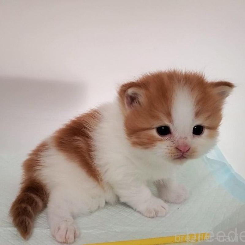 販売中の大阪府のミヌエット-135420の6枚目