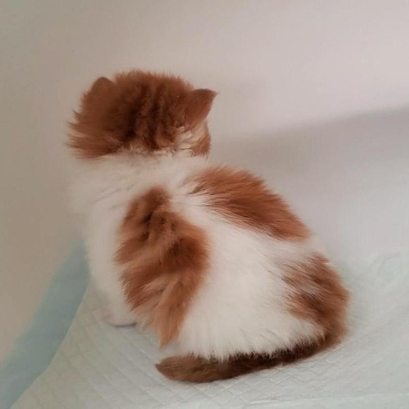 販売中の大阪府のミヌエット-135420の5枚目