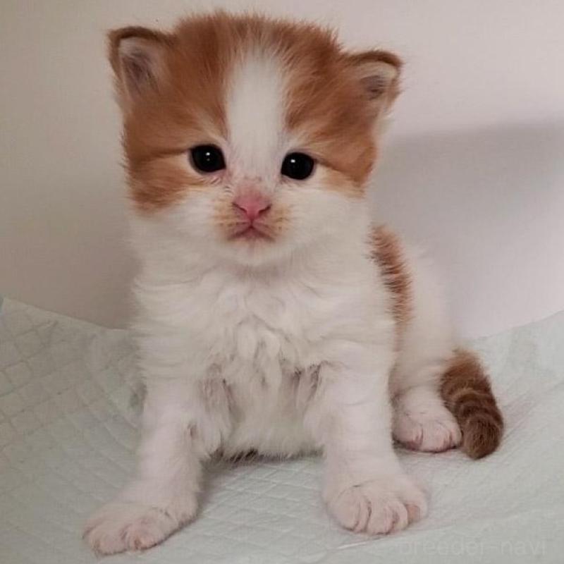 販売中の大阪府のミヌエット-135420