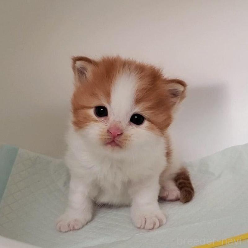 販売中の大阪府のミヌエット-135420の4枚目