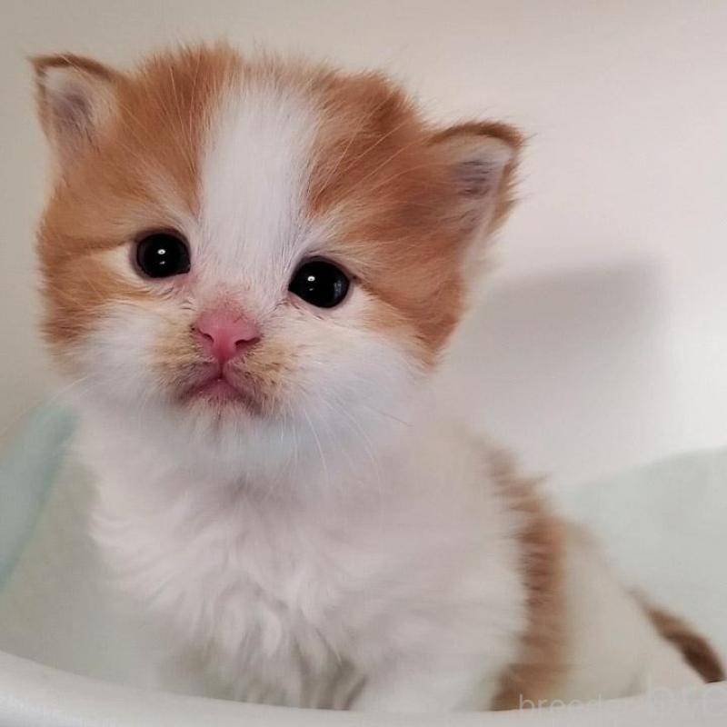 販売中の大阪府のミヌエット-135420の3枚目