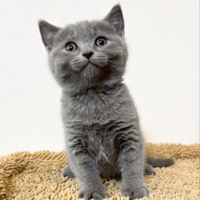 販売中の静岡県のシャルトリュー-135423の6枚目