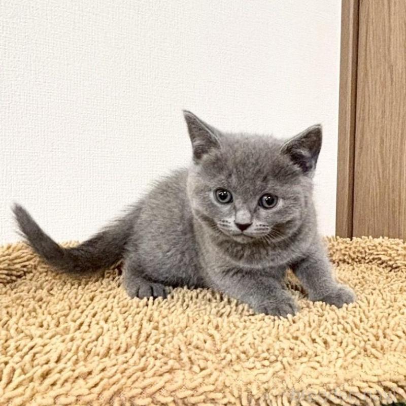 販売中の静岡県のシャルトリュー-135423の5枚目