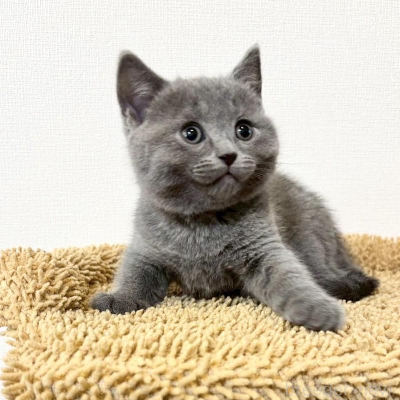 販売中の静岡県のシャルトリュー-135423の4枚目