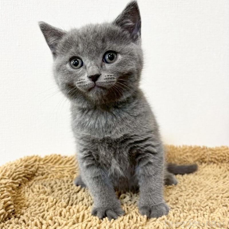 販売中の静岡県のシャルトリュー-135423の2枚目