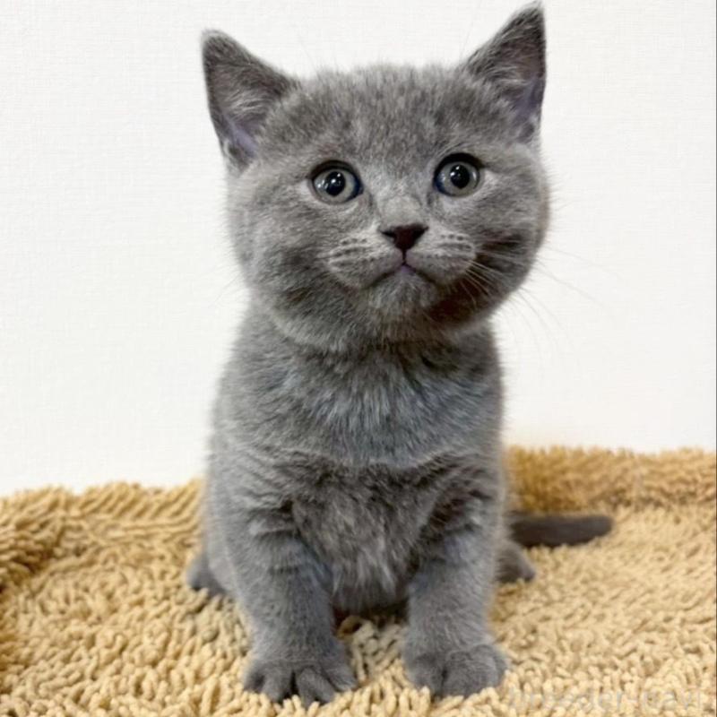 販売中の静岡県のシャルトリュー-135423の1枚目