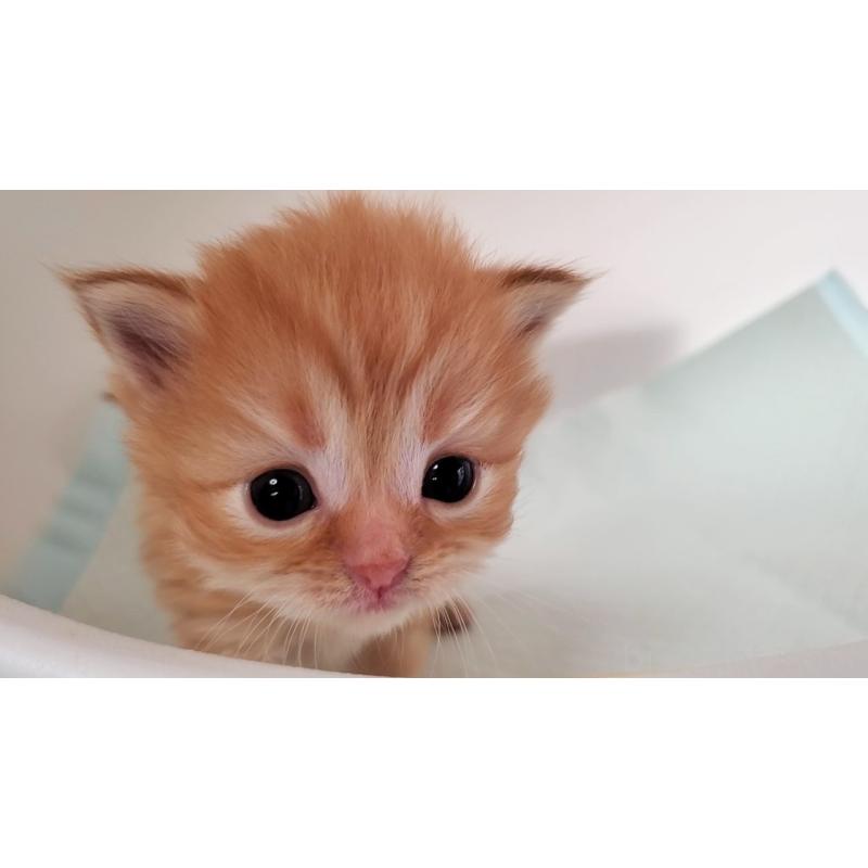 販売中の大阪府のミヌエット-135428の10枚目