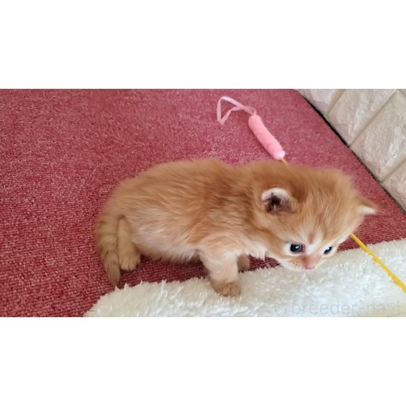 販売中の大阪府のミヌエット-135428の9枚目