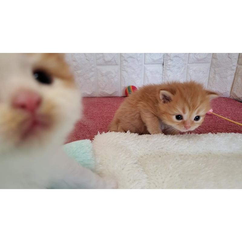 販売中の大阪府のミヌエット-135428の8枚目